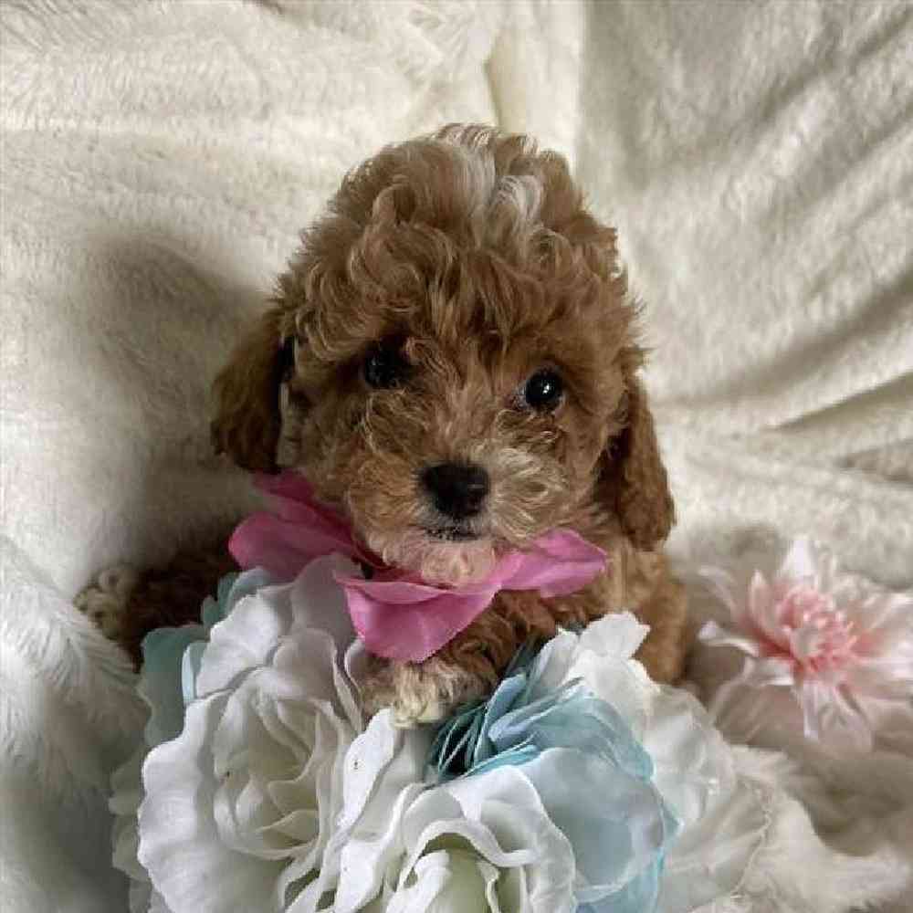 Female Bichonpoo Puppy for Sale in Virginia Beach, VA