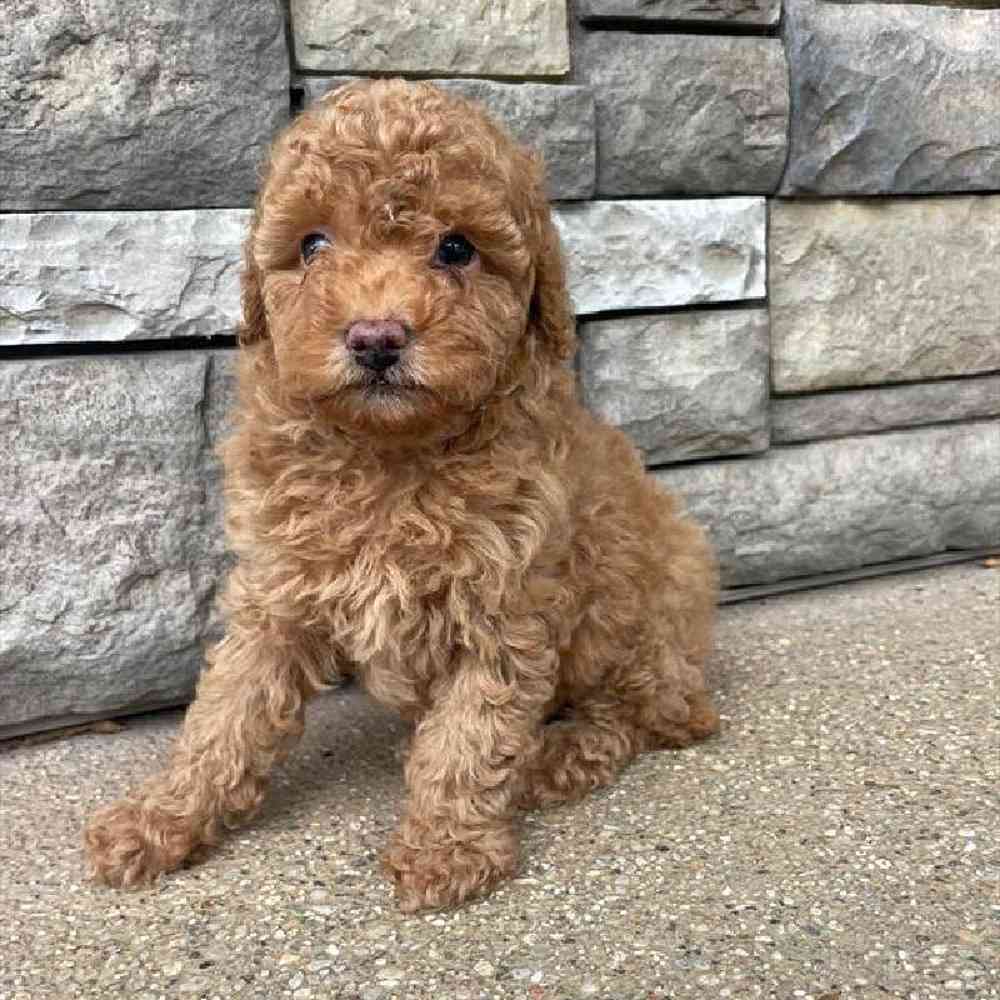 Female Mini Poodle Puppy for Sale in Virginia Beach, VA