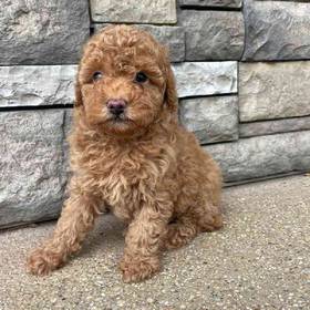 Mini Poodle