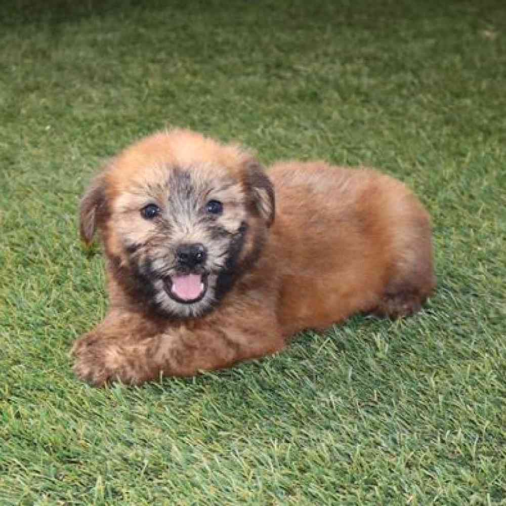 Female Soft Coated Wheaten Terrier Puppy for Sale in Virginia Beach, VA