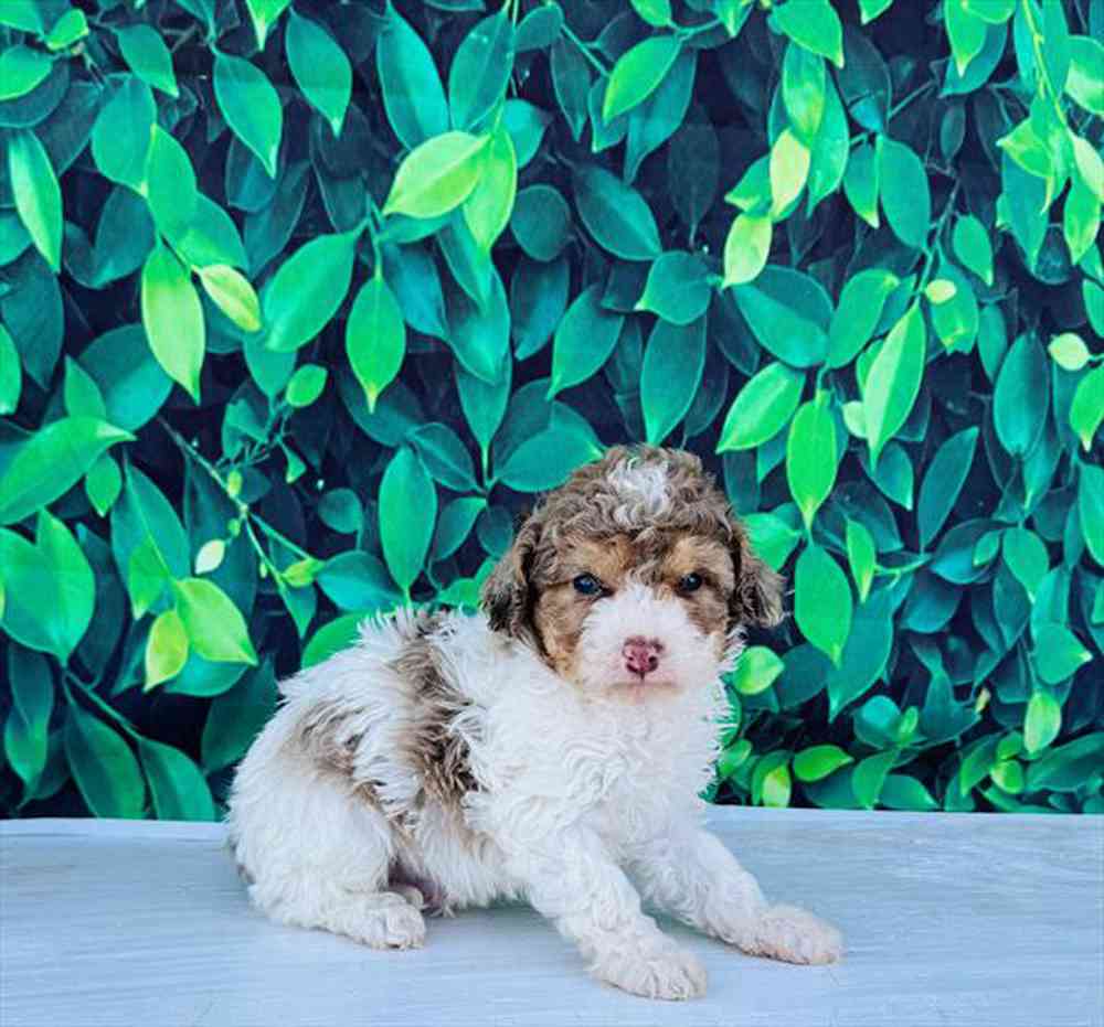 carousel pet images