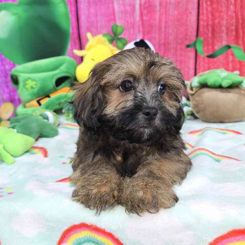 Female Shipoo Puppy for Sale in Virginia Beach, VA
