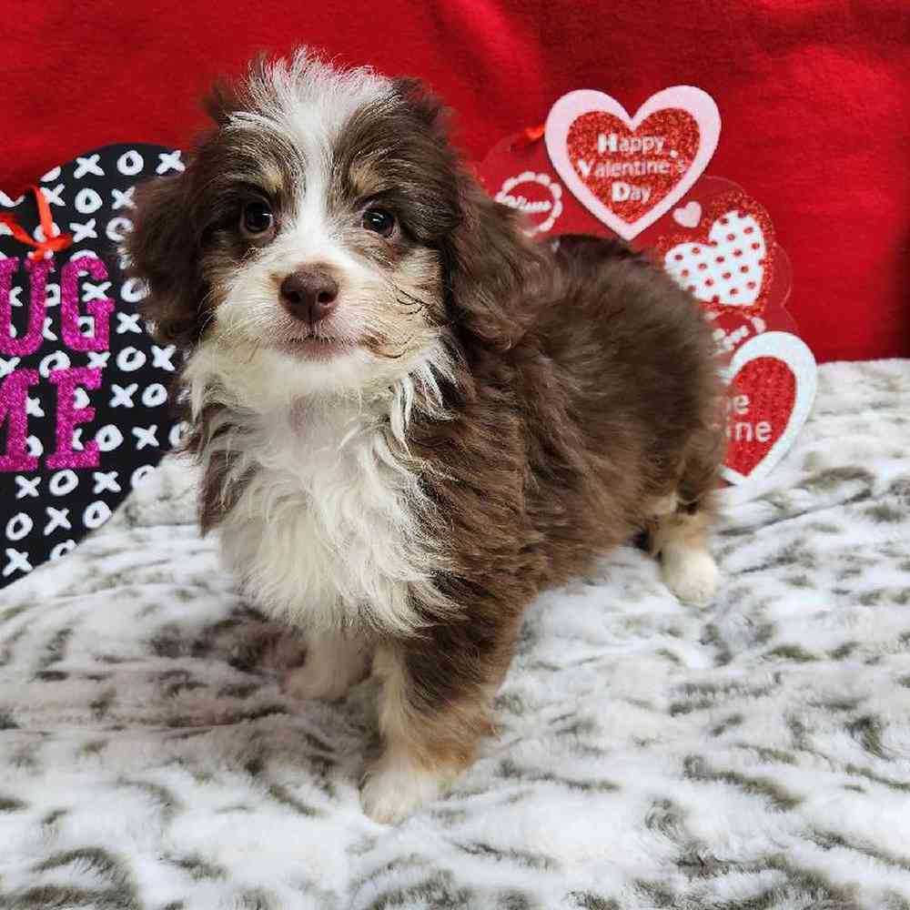 Female Mini Aussiedoodle Puppy for Sale in Virginia Beach, VA