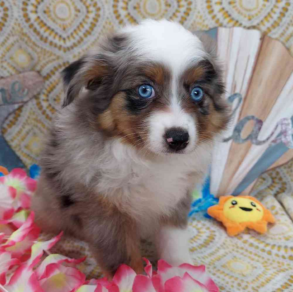 Female Mini Aussie Puppy for sale