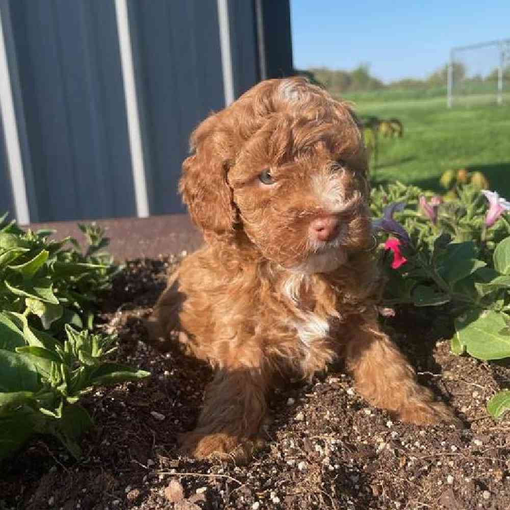 Male Mini Poodle Puppy for Sale in Virginia Beach, VA