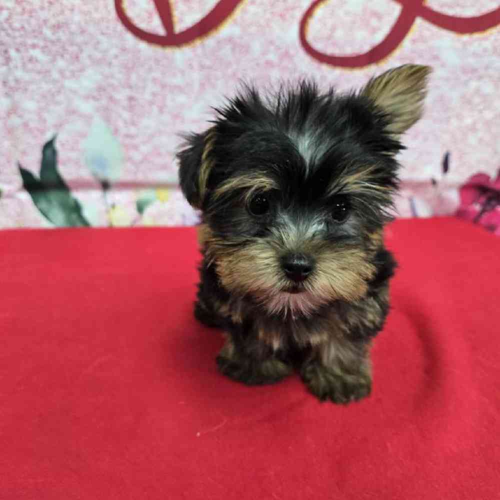 Male Yorkie Puppy for Sale in Virginia Beach, VA