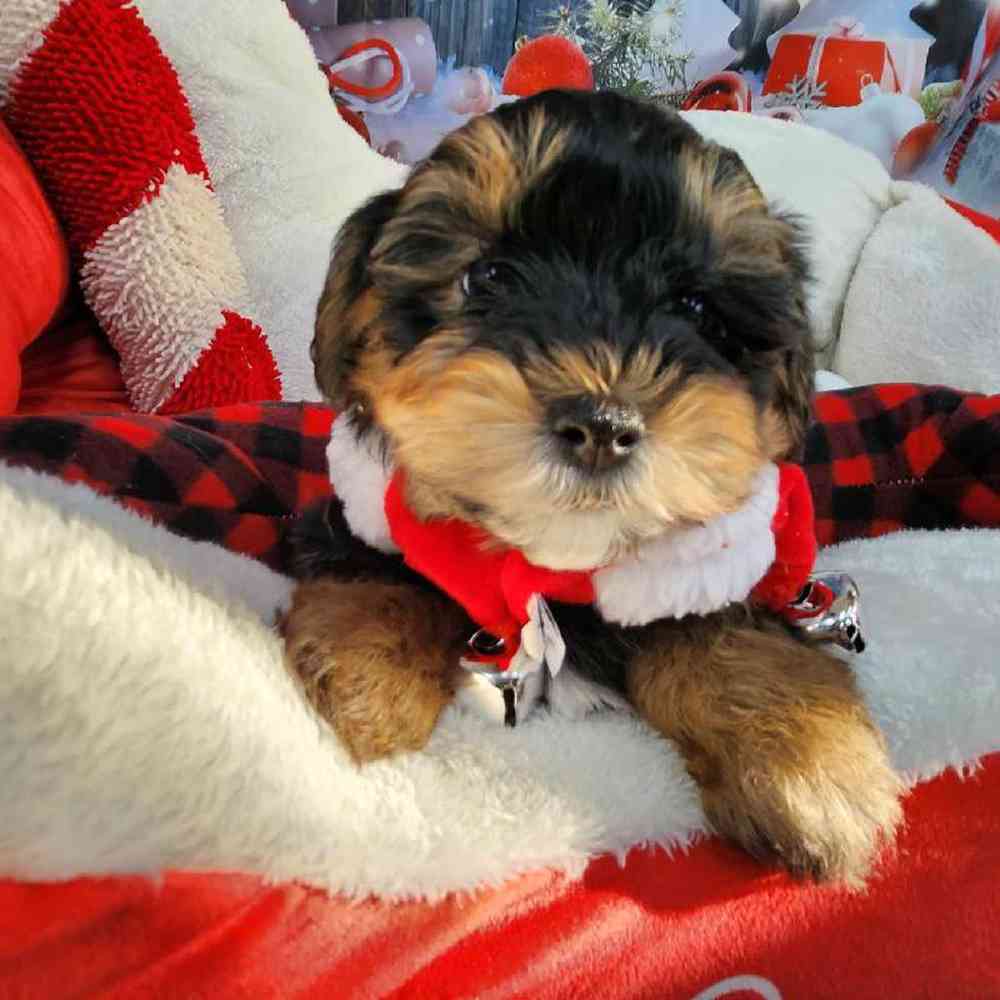 Male Morkie Puppy for Sale in Virginia Beach, VA