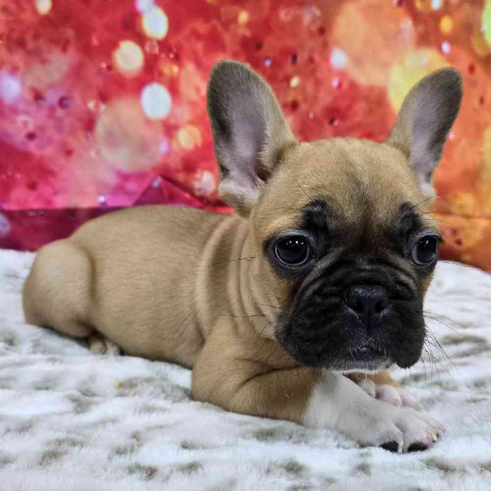 Male French Bulldog Puppy for Sale in Virginia Beach, VA