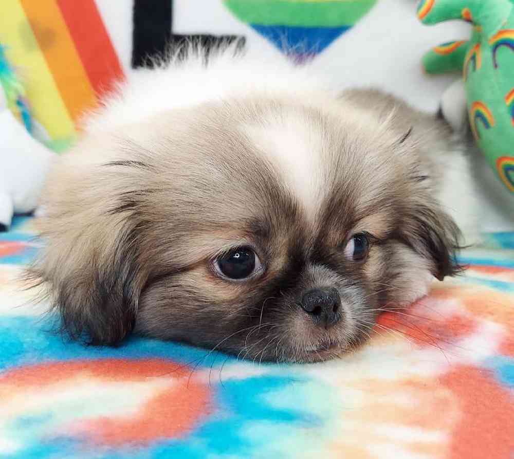Male Pekingese Puppy for sale