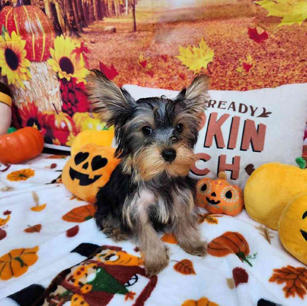 Male Yorkie Puppy for Sale in Virginia Beach, VA