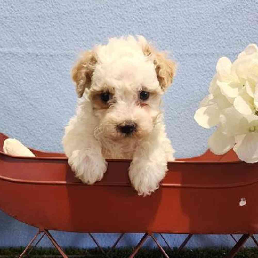 Male Maltipoo Puppy for Sale in Virginia Beach, VA