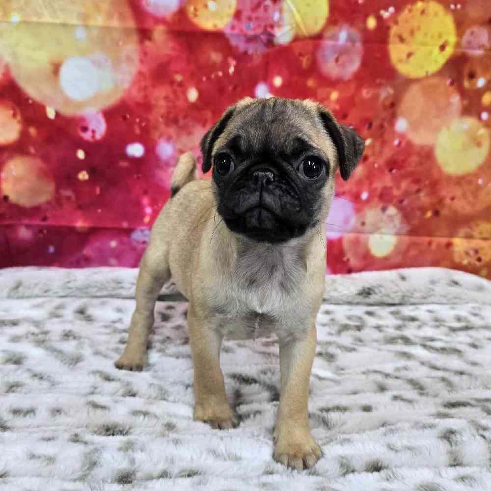 Female Pug Puppy for Sale in Virginia Beach, VA