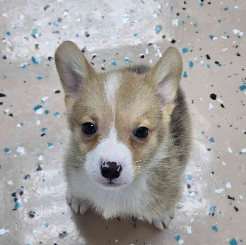 Male Pembroke Welsh Corgi Puppy for Sale in Virginia Beach, VA
