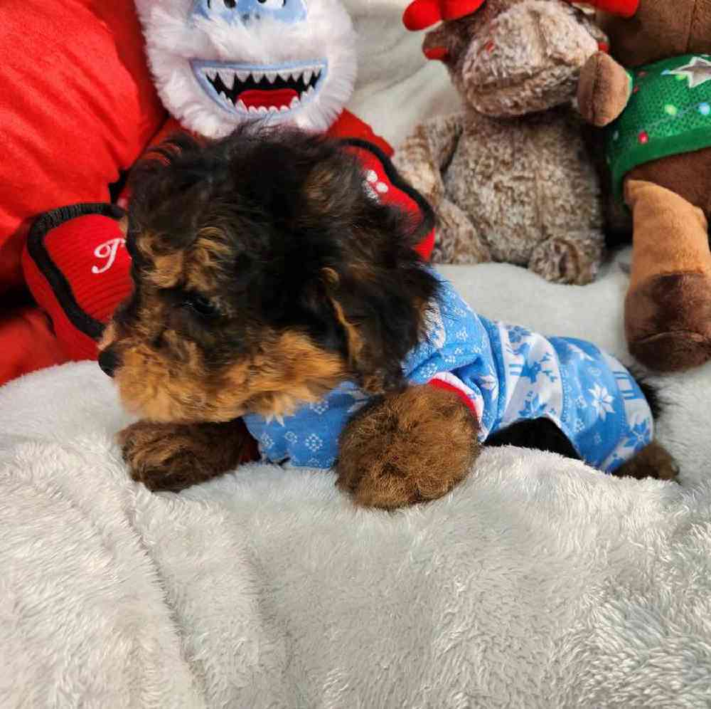 Male Yorkie-Poo Puppy for Sale in Virginia Beach, VA