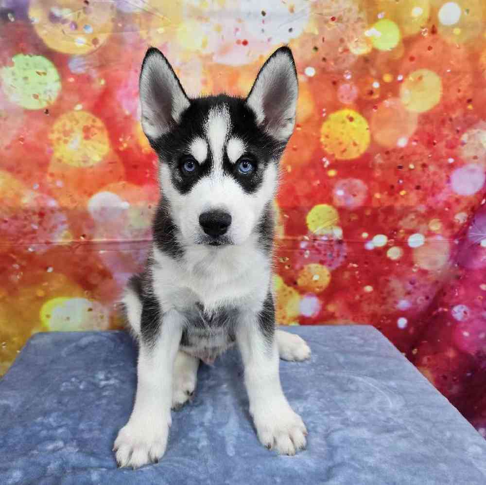Male Siberian Husky Puppy for Sale in Virginia Beach, VA