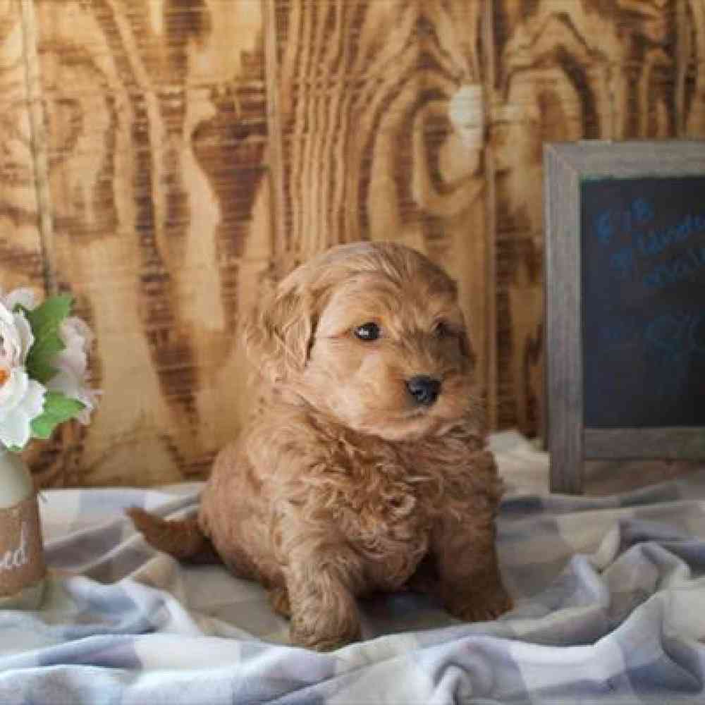 Male Mini Goldendoodle Puppy for Sale in Virginia Beach, VA