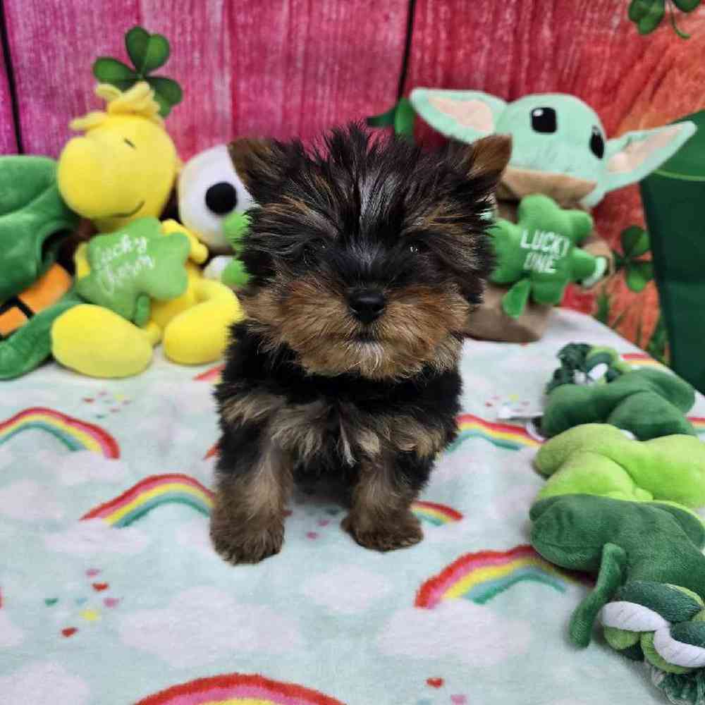 Male Yorkie Puppy for Sale in Virginia Beach, VA