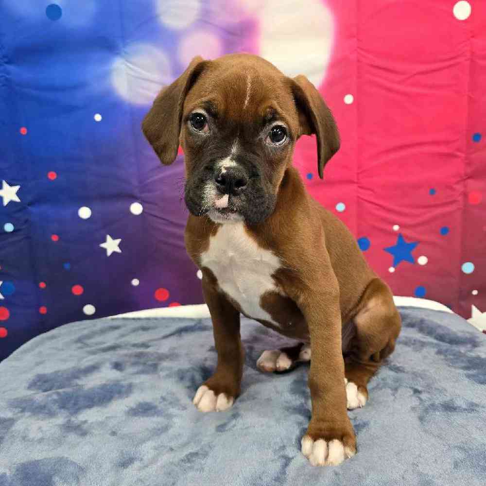 Male Boxer Puppy for Sale in Virginia Beach, VA