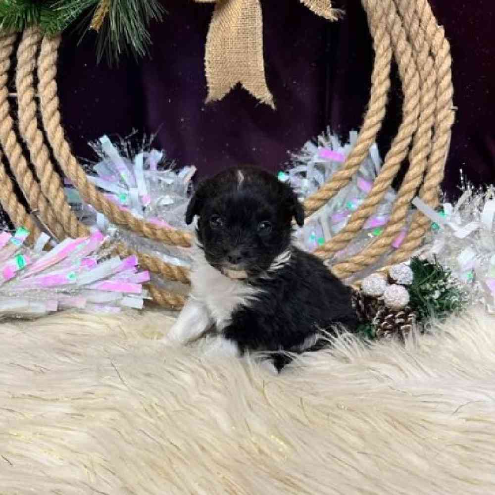 Female Mini Aussiedoodle Puppy for sale