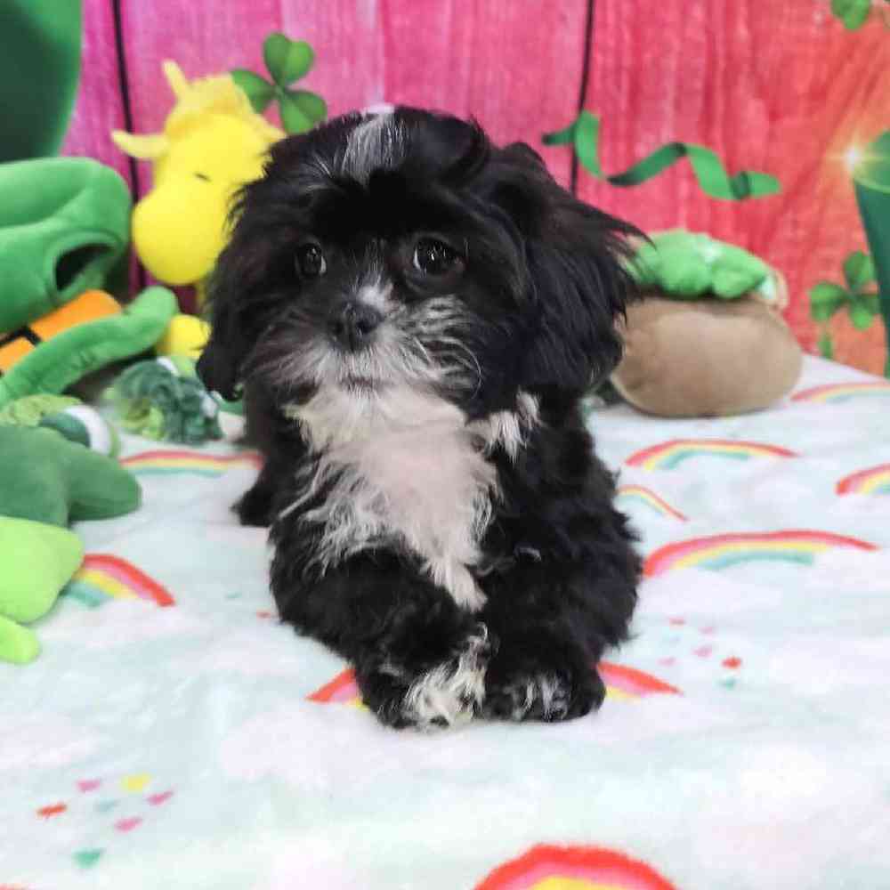 Female Shipoo Puppy for Sale in Virginia Beach, VA