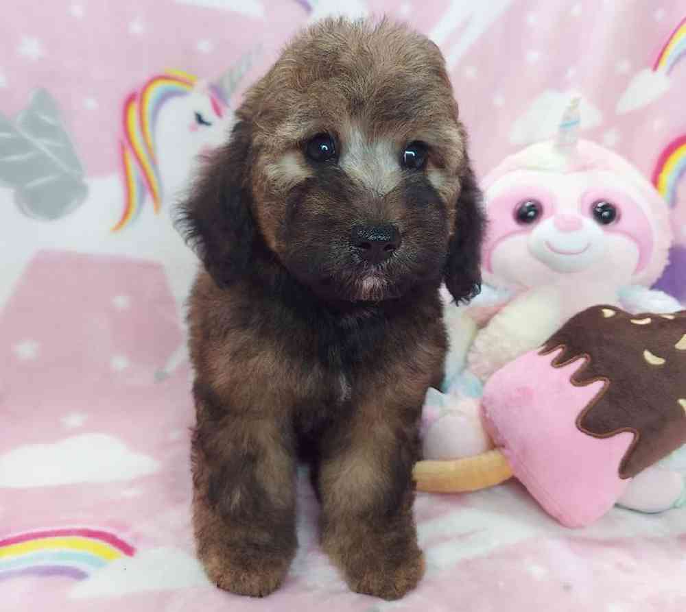 Female Mini Goldendoodle Puppy for sale