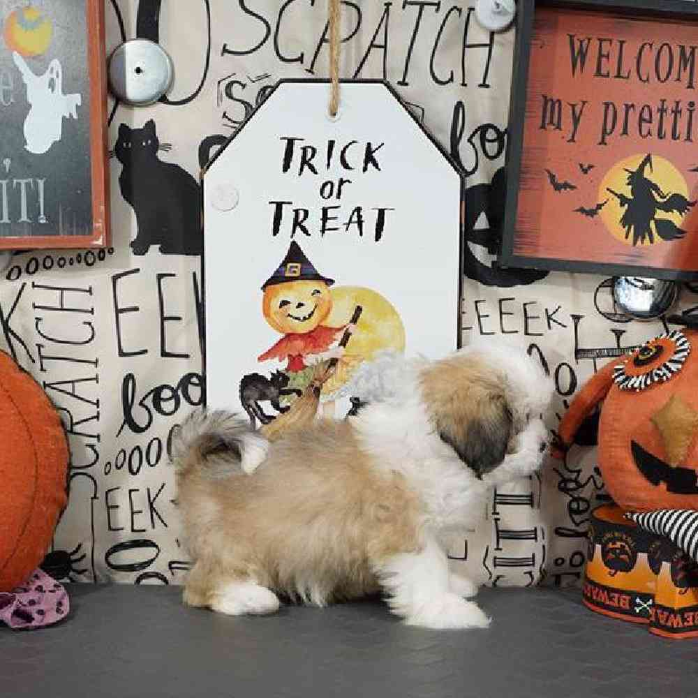 Male Lhasa Apso Puppy for Sale in Virginia Beach, VA