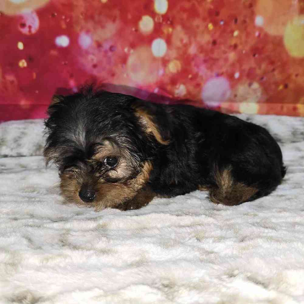 Female Yorkie Puppy for Sale in Virginia Beach, VA