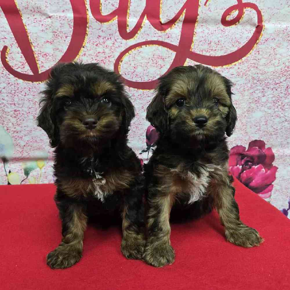 Female Cockapoo Puppy for Sale in Virginia Beach, VA
