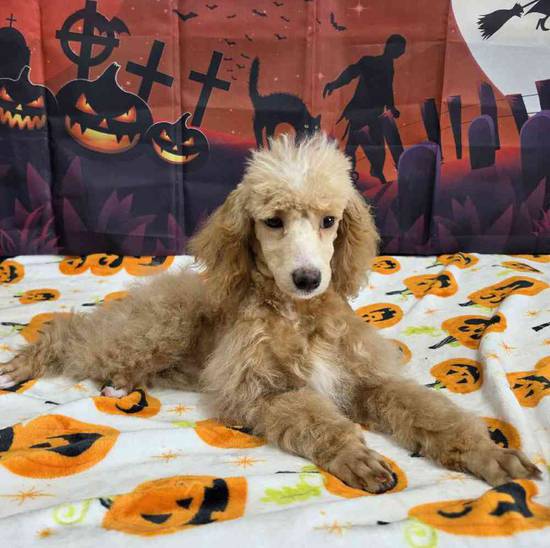 Poodle