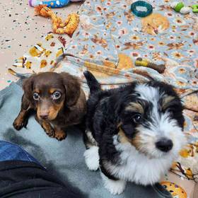 Dachshund