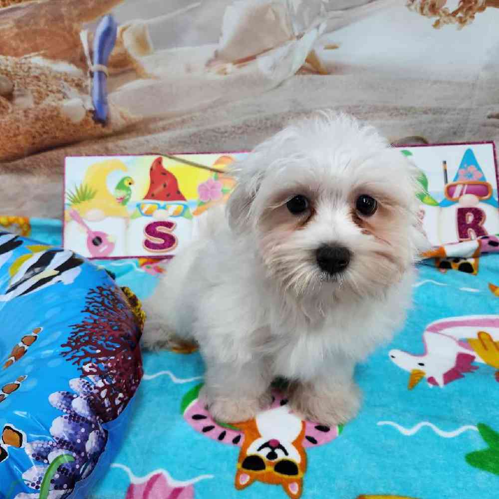 Male Maltese Puppy for Sale in Virginia Beach, VA