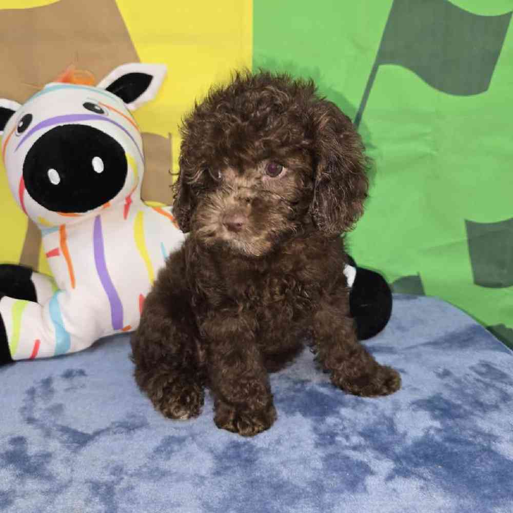 Female Cavapoo Puppy for Sale in Virginia Beach, VA