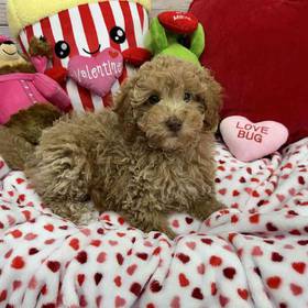 Maltipoo