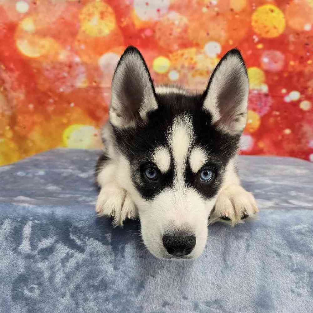 Male Siberian Husky Puppy for Sale in Virginia Beach, VA