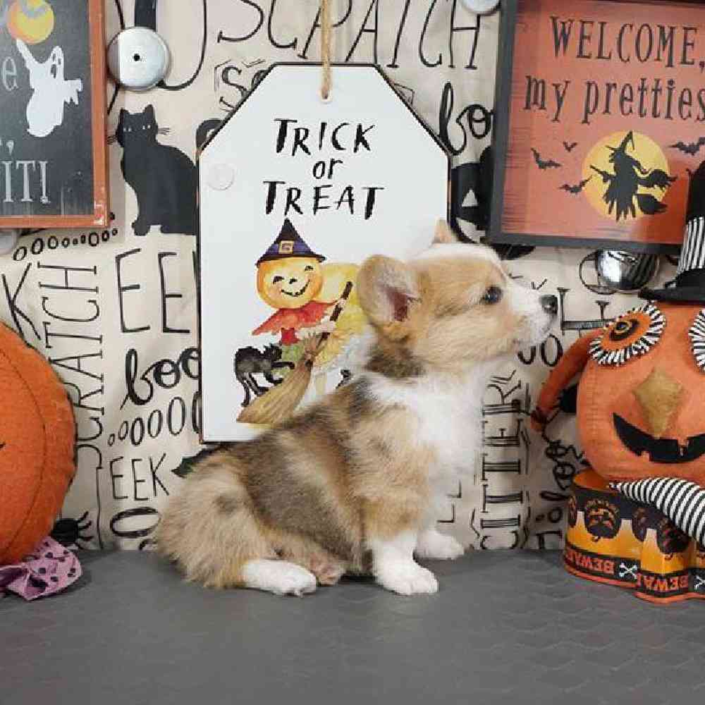 Male Pembroke Welsh Corgi Puppy for Sale in Virginia Beach, VA