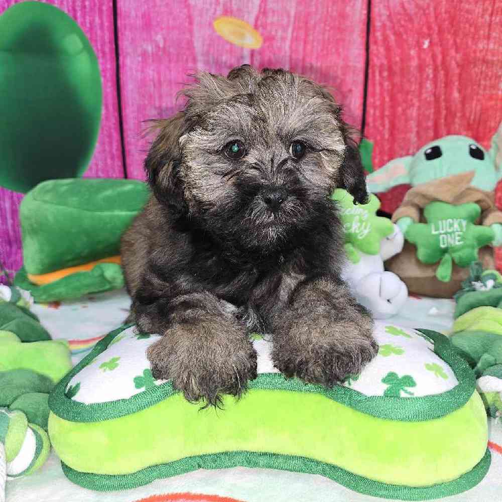 Male Shipoo Puppy for Sale in Virginia Beach, VA