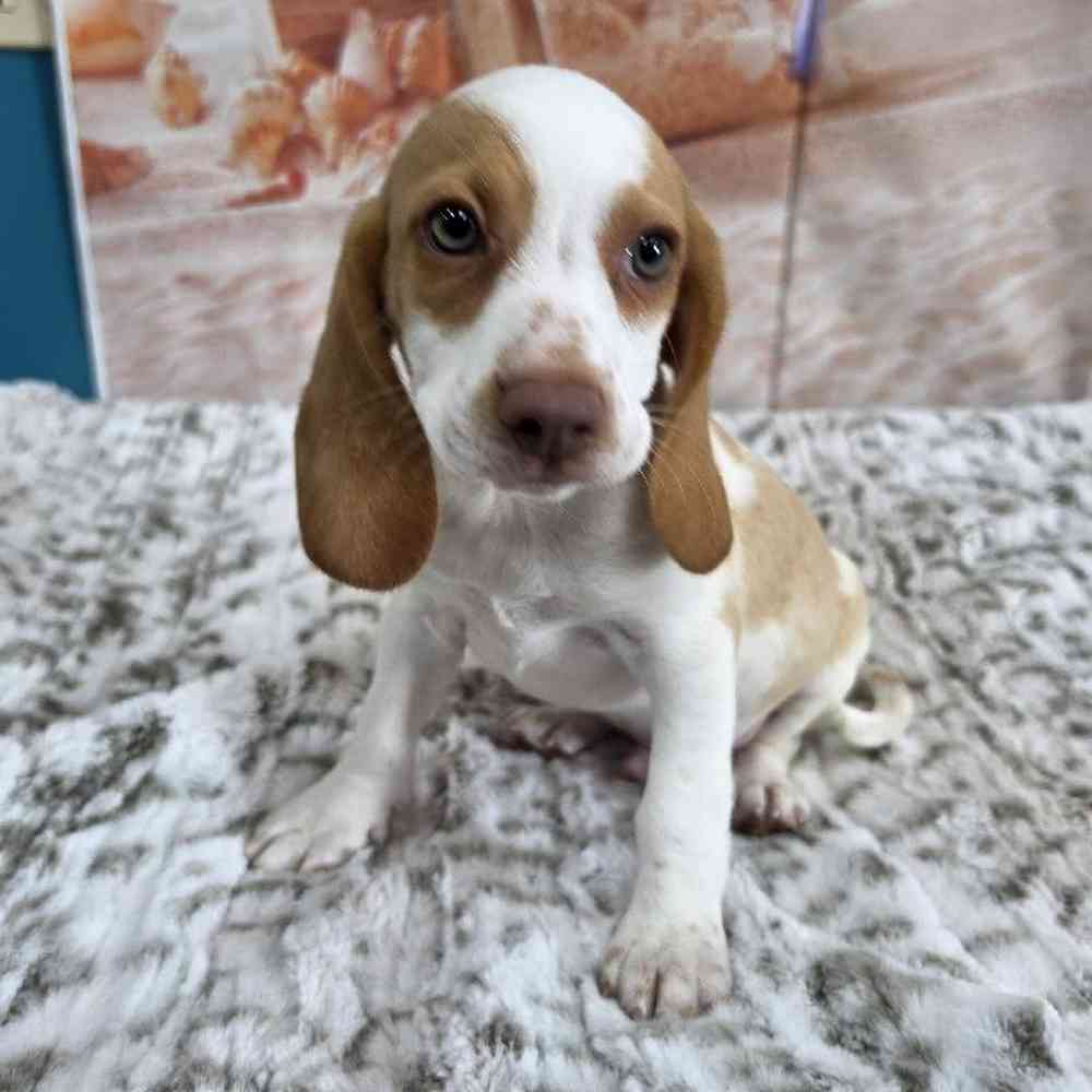 Male Beagle Puppy for Sale in Virginia Beach, VA