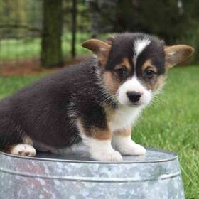 Pembroke Welsh Corgi