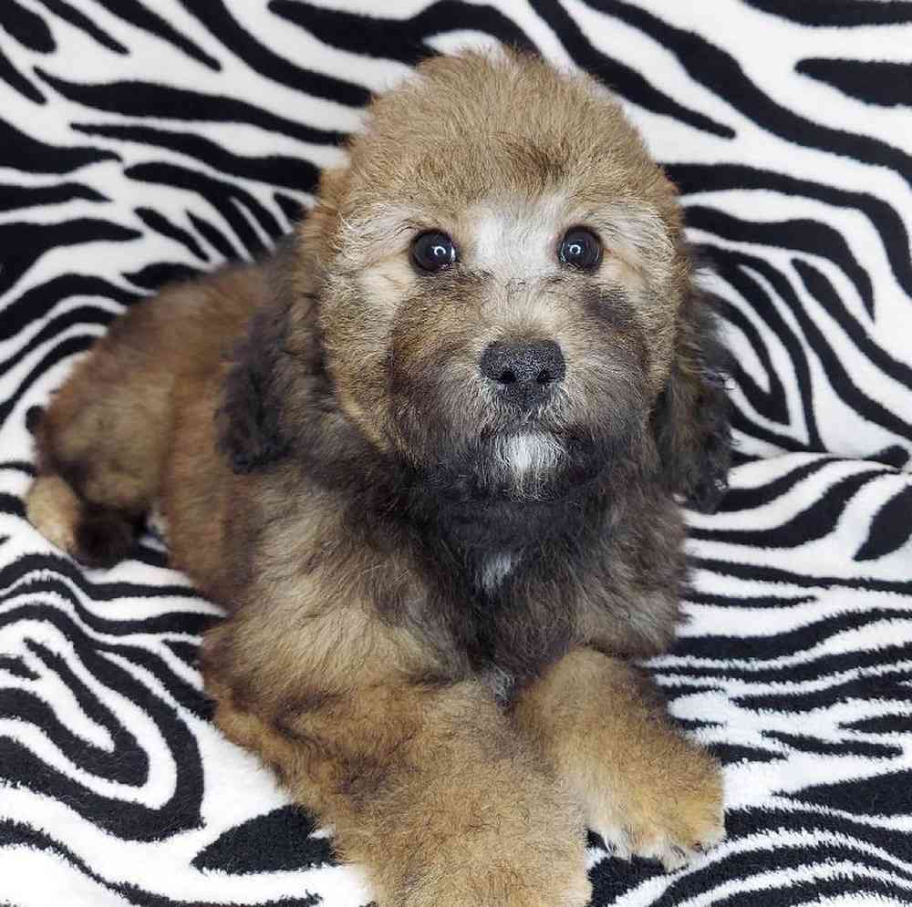 Female Mini Goldendoodle Puppy for sale
