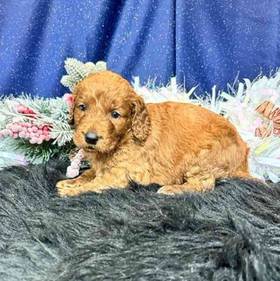 Goldendoodle