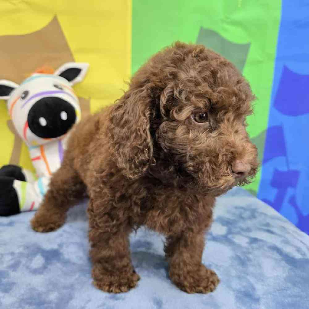 Male Poodle Puppy for Sale in Virginia Beach, VA