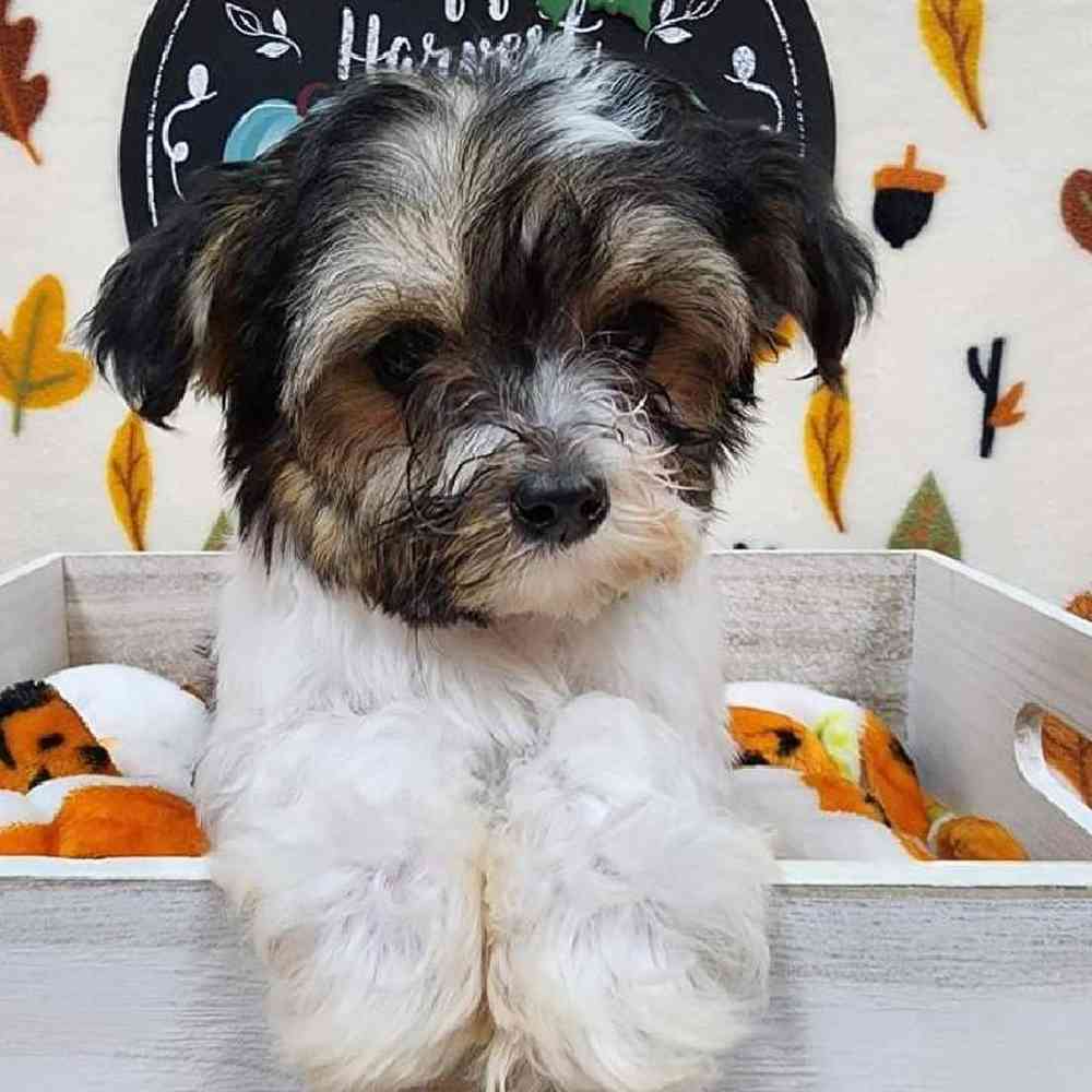 Male Morkie Puppy for sale