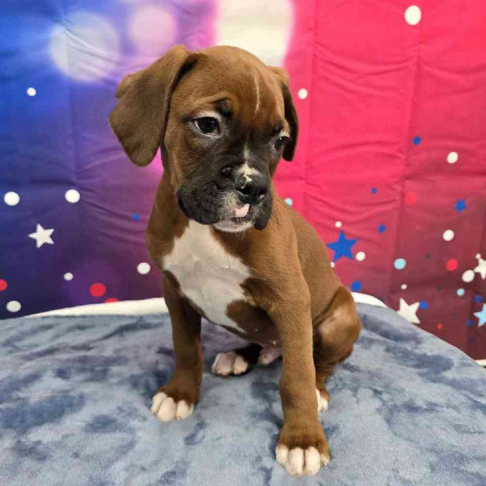 Male Boxer Puppy for Sale in Virginia Beach, VA
