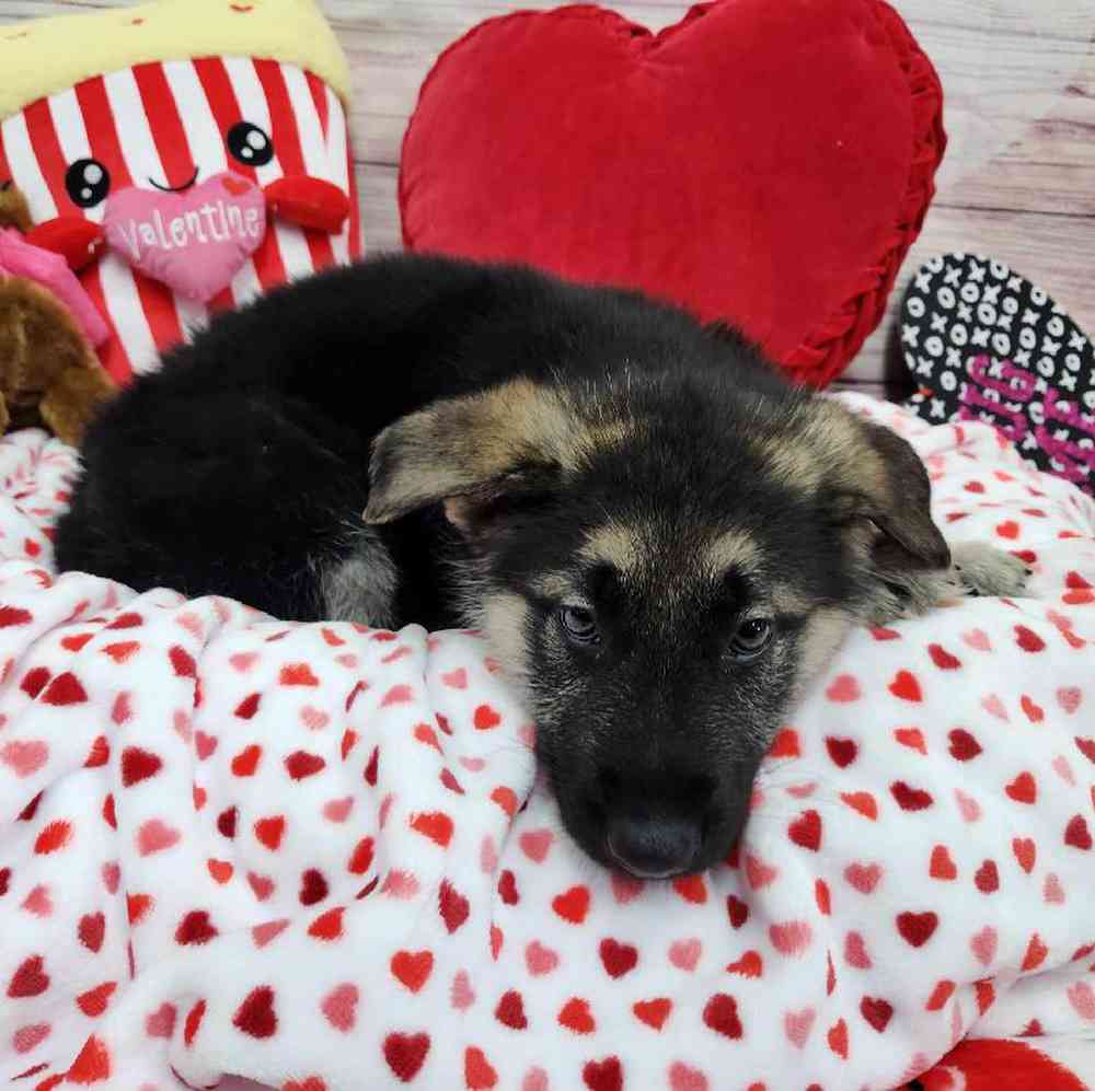 Male German Shepherd Puppy for Sale in Virginia Beach, VA