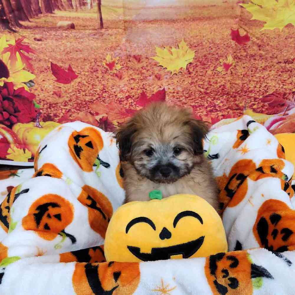 Female Pom-A-Poo Puppy for Sale in Virginia Beach, VA