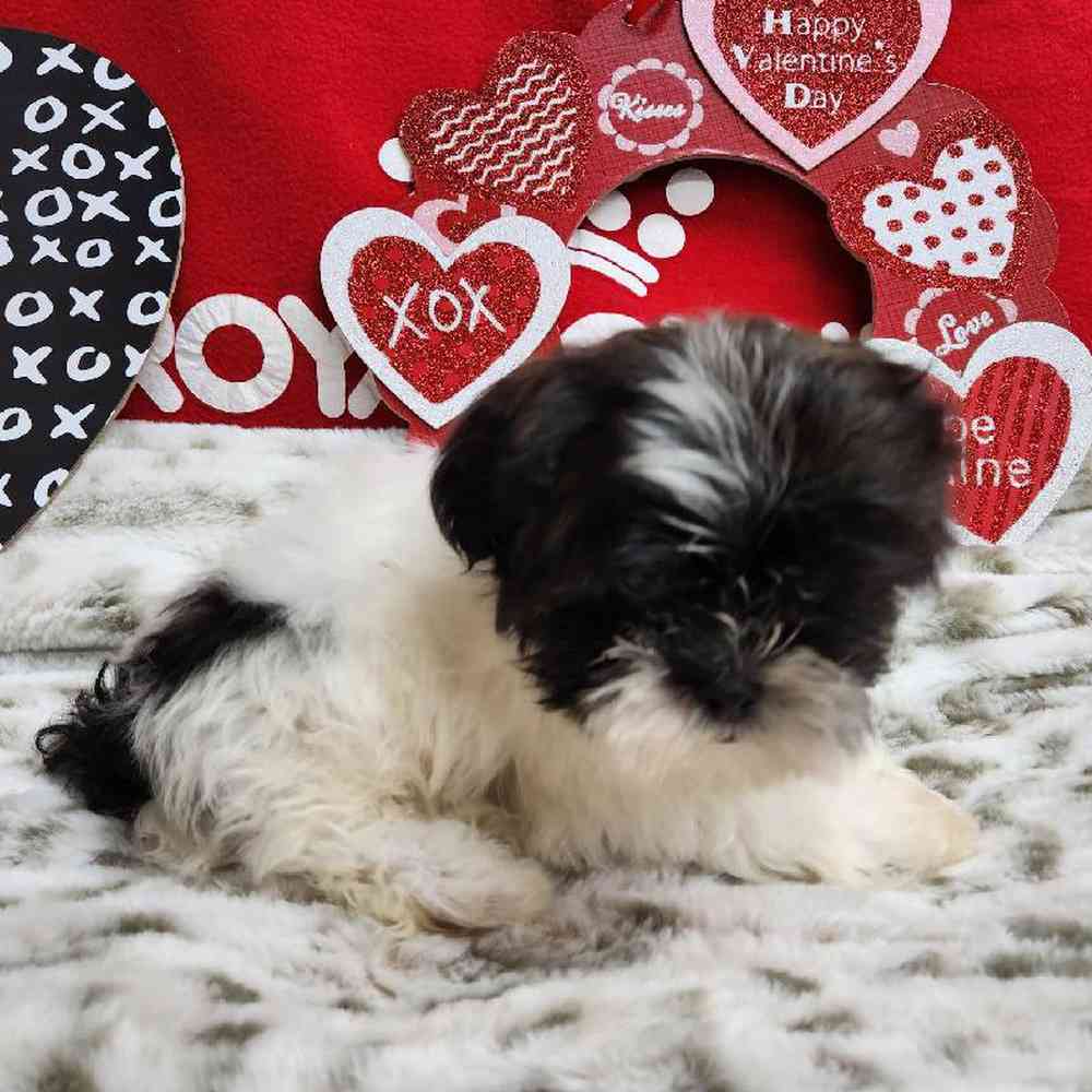 Male Shih Tzu Puppy for Sale in Virginia Beach, VA