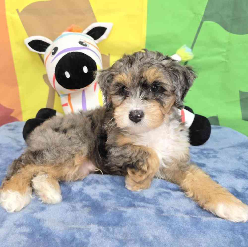 Male Mini Bernadoodle Puppy for Sale in Virginia Beach, VA