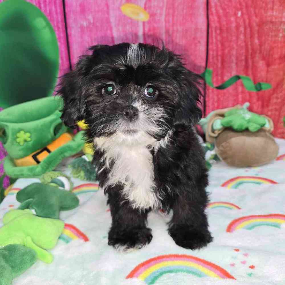 Female Shipoo Puppy for Sale in Virginia Beach, VA