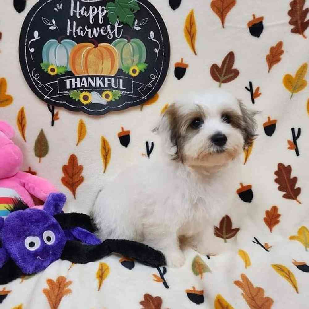 Male Havapoo Puppy for sale