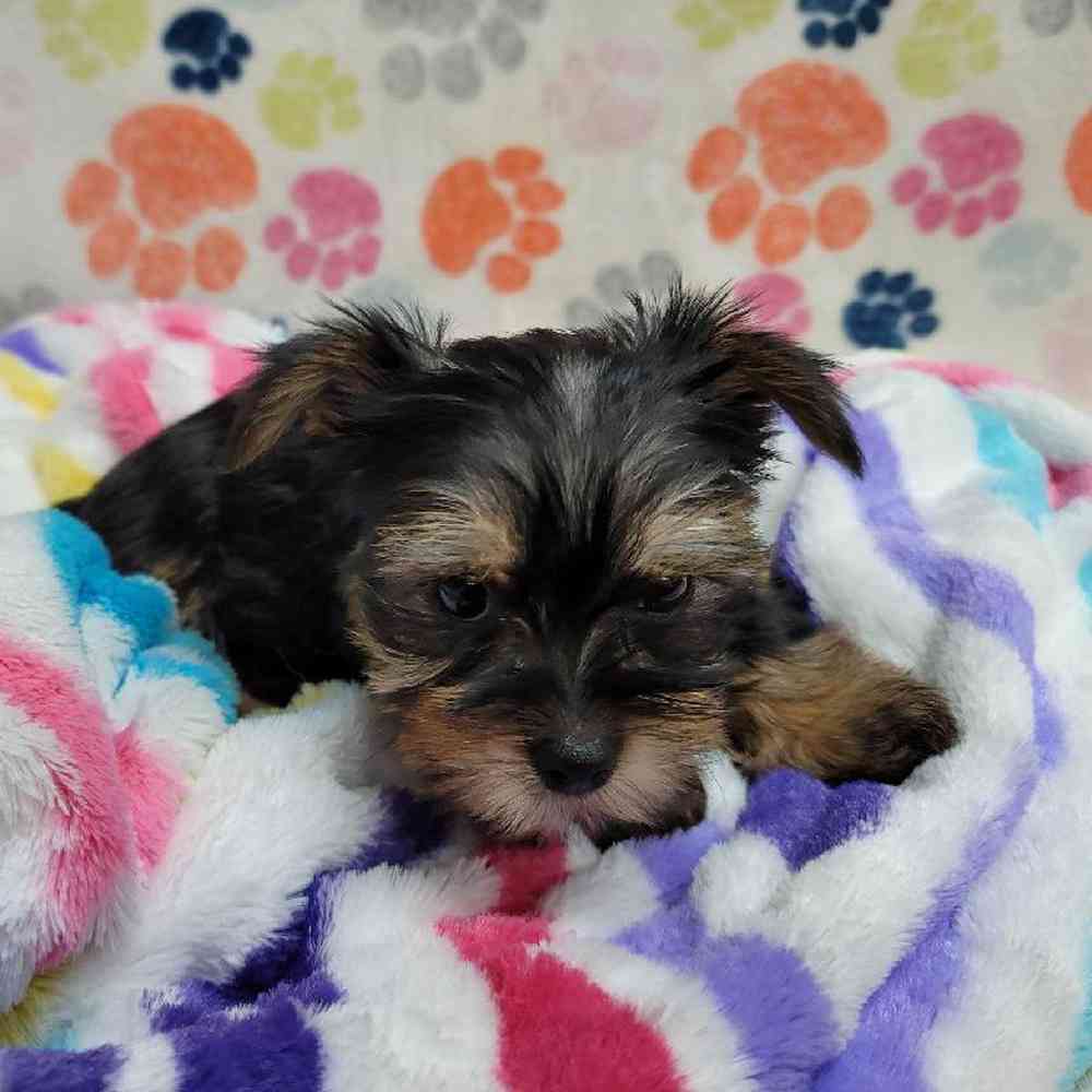 Male Morkie Puppy for Sale in Virginia Beach, VA